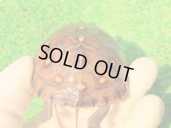 画像8: トウブハコガメ14