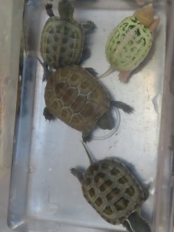 画像9: ハイポクサガメP.Hetアルビノ81