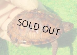 画像1: トウブハコガメ14