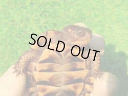 画像9: トウブハコガメ13