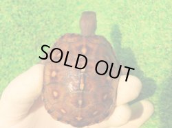 画像2: トウブハコガメ14