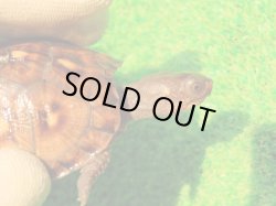 画像3: トウブハコガメ14