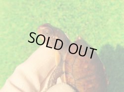 画像4: トウブハコガメ13