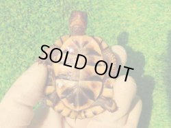 画像11: トウブハコガメ13