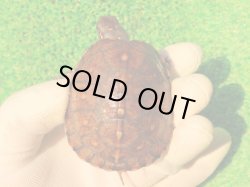 画像2: トウブハコガメ13