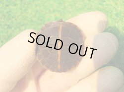 画像2: セスジニシキガメ６