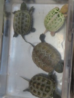 画像8: ハイポクサガメP.Hetアルビノ80