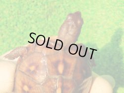 画像6: トウブハコガメ14