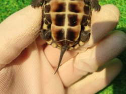 画像10: ハイポクサガメP.Hetアルビノ79