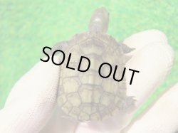 画像4: ３種セット