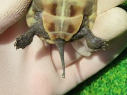 画像7: ハイポクサガメP.Hetアルビノ85