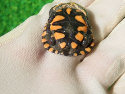 画像5: オーストラリアナガクビガメ