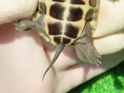 画像8: ハイポクサガメP.Hetアルビノ83