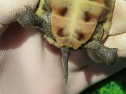 画像7: ハイポクサガメP.Hetアルビノ81