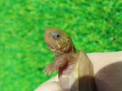 画像5: T+アルビノクサガメ86