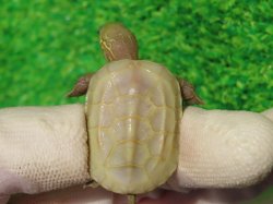 画像2: T+アルビノクサガメ86