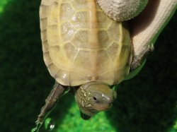 画像3: ハイポクサガメP.Hetアルビノ83