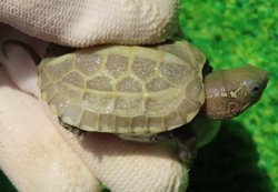 画像1: T+アルビノクサガメ90