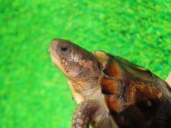 画像4: ガルフコーストハコガメ11