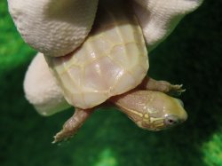 画像7: T+アルビノクサガメ86