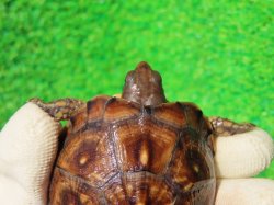 画像5: ガルフコーストハコガメ11