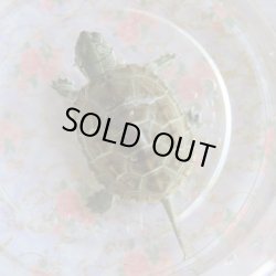 画像1: クサガメP.Het.Alb　97