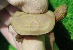 画像1: T+アルビノクサガメ86