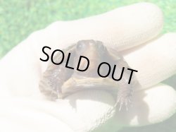 画像7: トウブハコガメ15