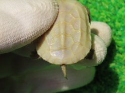 画像8: T+アルビノクサガメ86
