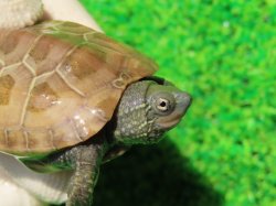 画像2: ハイポクサガメP.Hetアルビノ81