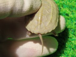 画像7: T+アルビノクサガメ89