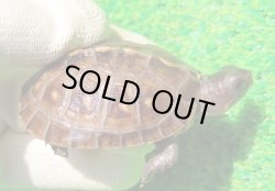 画像1: トウブハコガメ15