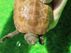 画像3: ハイポクサガメP.Hetアルビノ81