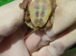 画像8: T+アルビノクサガメ87