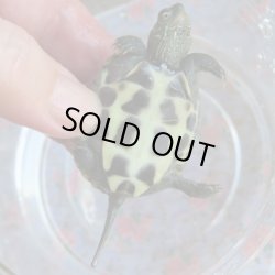 画像2: クサガメP.Het.Alb　97