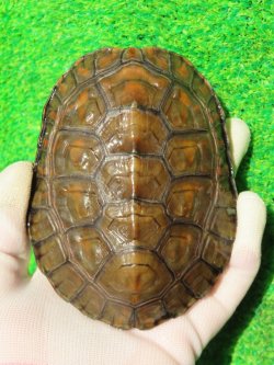 画像4: スペインイシガメ