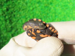 画像3: オーストラリアナガクビガメ