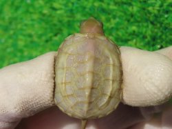 画像2: T+アルビノクサガメ87