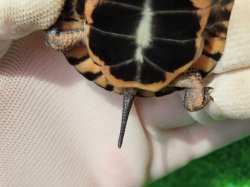 画像9: キボシイシガメ61