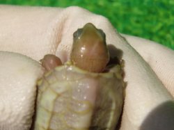 画像4: T+アルビノクサガメ87