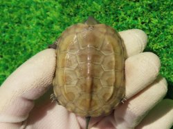 画像6: ハイポクサガメP.Hetアルビノ85