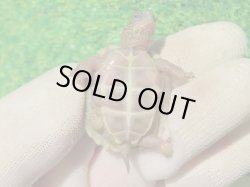 画像10: T+アルビノクサガメ88