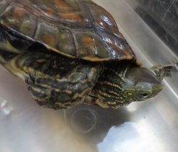 画像1: スペインイシガメ