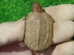 画像2: T+アルビノクサガメ89