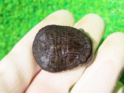 画像2: オーストラリアナガクビガメ