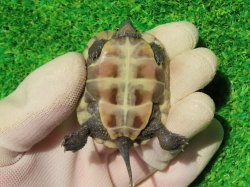 画像8: ハイポクサガメP.Hetアルビノ85
