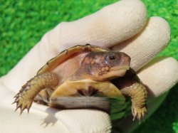 画像8: ガルフコーストハコガメ11