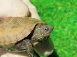 画像2: ハイポクサガメP.Hetアルビノ85
