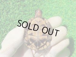 画像9: トウブハコガメ15