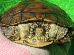 画像2: スペインイシガメ